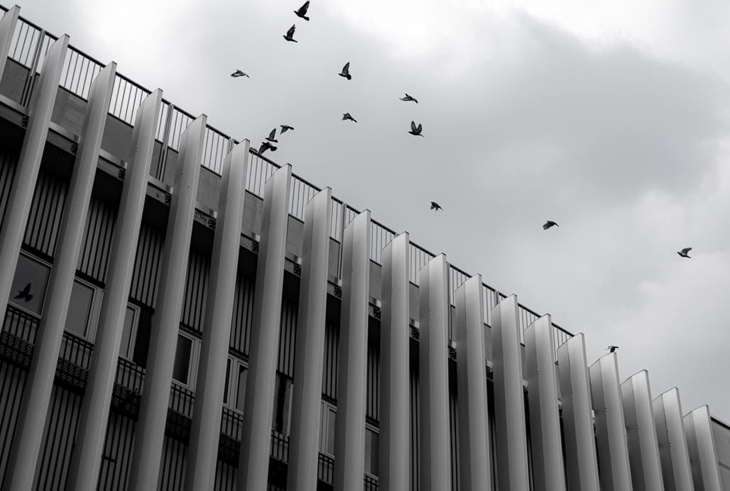 Vögel vor moderner Fassade als Kunstfoto Köln